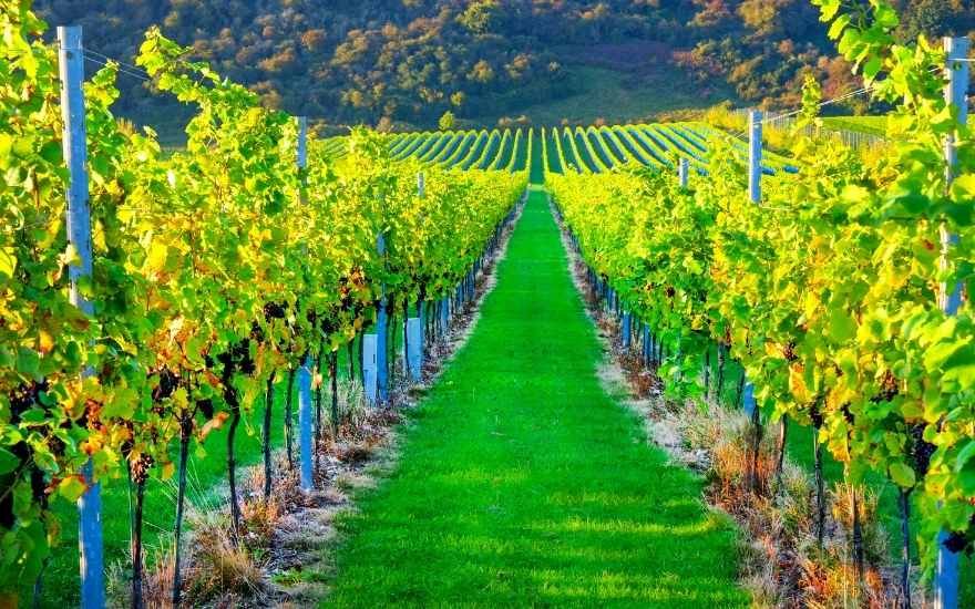 Camel 2024 valley vineyard